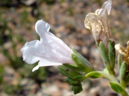 Lobostemon hottentoticus flower